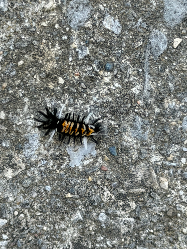 Milkweed Tussock Moth