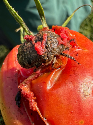 Bumble Flower Beetle