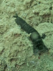 Pseudosquilla ciliata