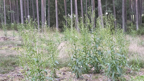American burnweed