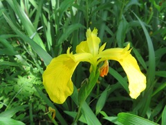 Iris pseudacorus