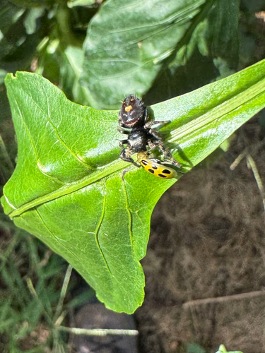 Bold Jumping Spider