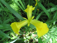 Iris pseudacorus