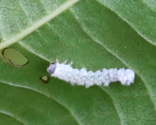 Alder Sawfly