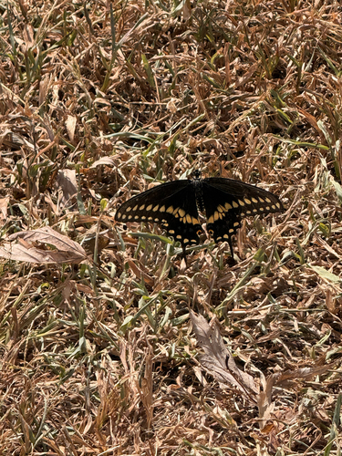 Black Swallowtail