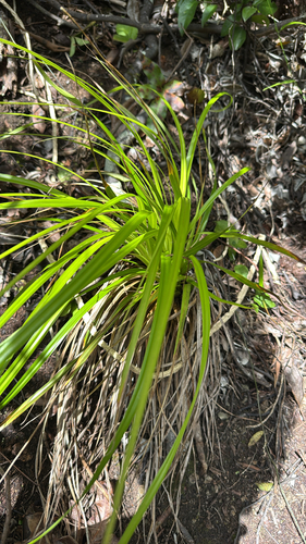 Carex wahuensis observed 2026-09-11