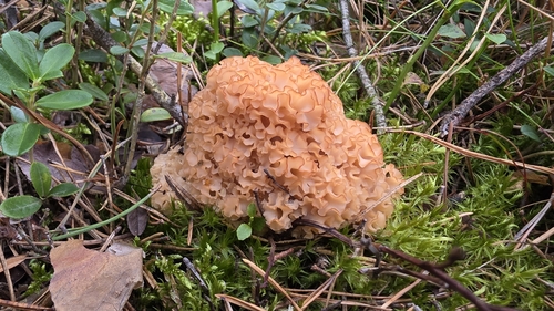 Cauliflower Fungus