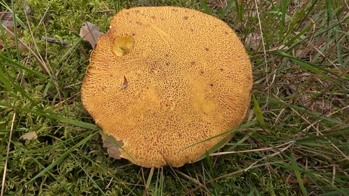 Velvet Bolete