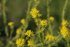 Sisymbrium austriacum