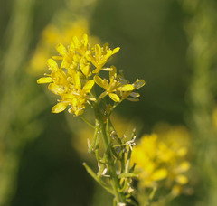 Sisymbrium austriacum