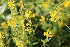 Sisymbrium austriacum