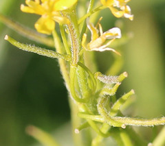 Sisymbrium austriacum