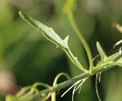 Sisymbrium austriacum