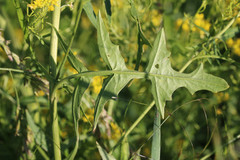 Sisymbrium austriacum