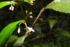 Callicarpa remotiflora