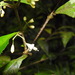 Callicarpa remotiflora - Photo (c) Chen Shu, μερικά δικαιώματα διατηρούνται (CC BY-NC)