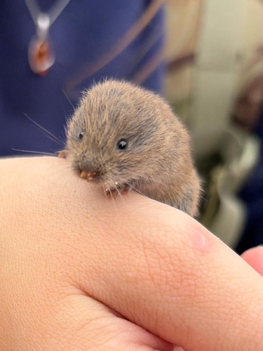 Field Vole