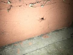 Araneae