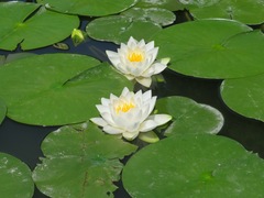 Nymphaea alba