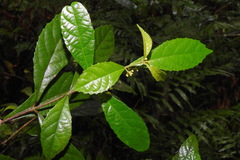 Callicarpa remotiflora