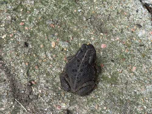 Woodhouse's Toad