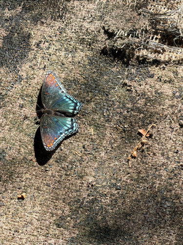 Red-spotted Admiral