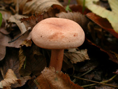 Lactarius decipiens