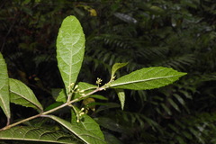 Callicarpa remotiflora