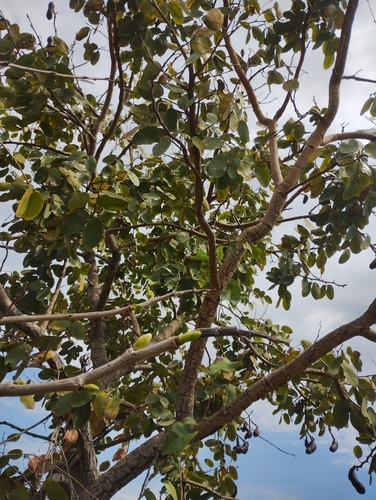 Hymenaea courbaril, photograph 1