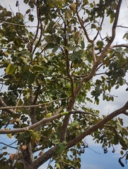 Hymenaea courbaril, photograph (c) The Great Walter, some rights reserved (CC BY)
