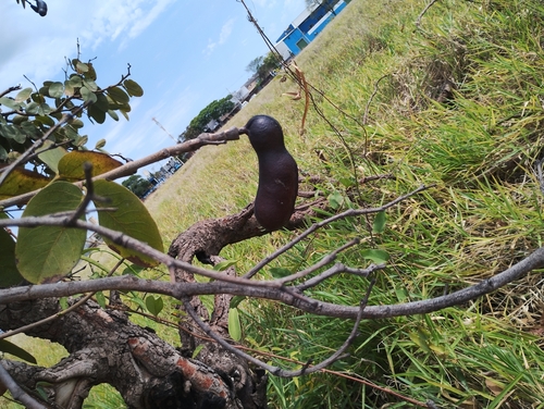Hymenaea courbaril, photograph 2