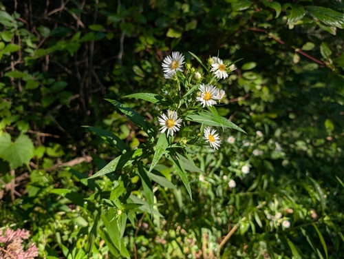 shining aster