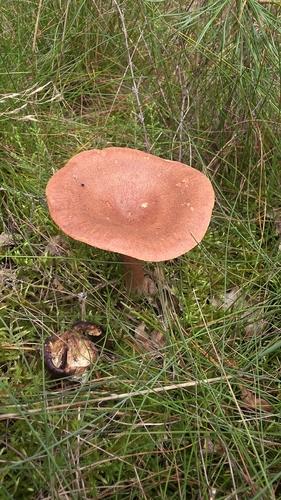 Rufous Milkcap