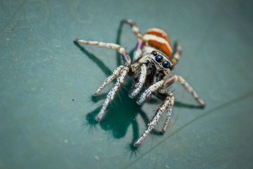 Salticus palpalis photo 4