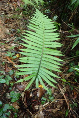Sphaerostephanos taiwanensis