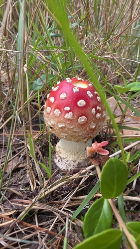 Fly Agaric