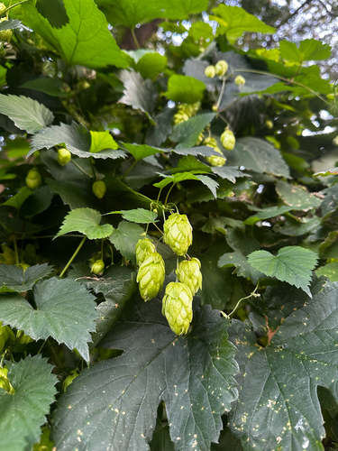 Humulus americanus, 2026-09-10