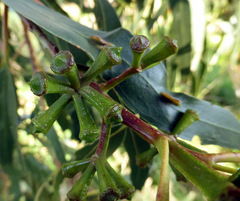 Eucalyptus globulus maidenii