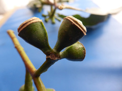 Eucalyptus globulus maidenii