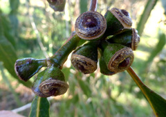 Eucalyptus globulus maidenii