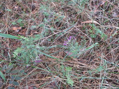 Astragalus suffruticosus