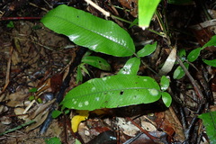 Grypothrix triphylla