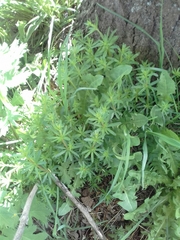 Galium mollugo