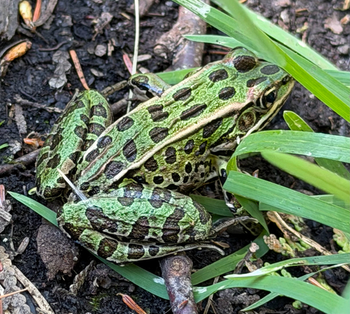 Northern Leopard Frog