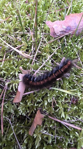Fox Moth