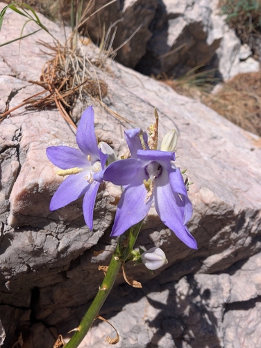 Chimney Bellflower