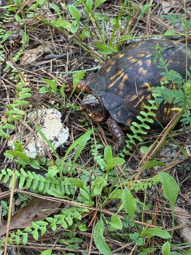 Eastern Box Turtle