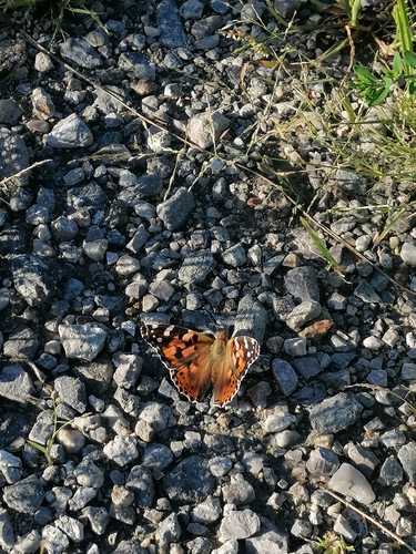 Painted Lady