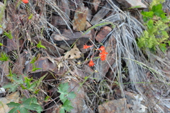 Delphinium nudicaule