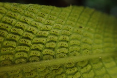 Grypothrix triphylla